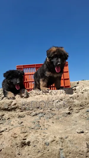 1-3 months Female Purebred German Shepherd