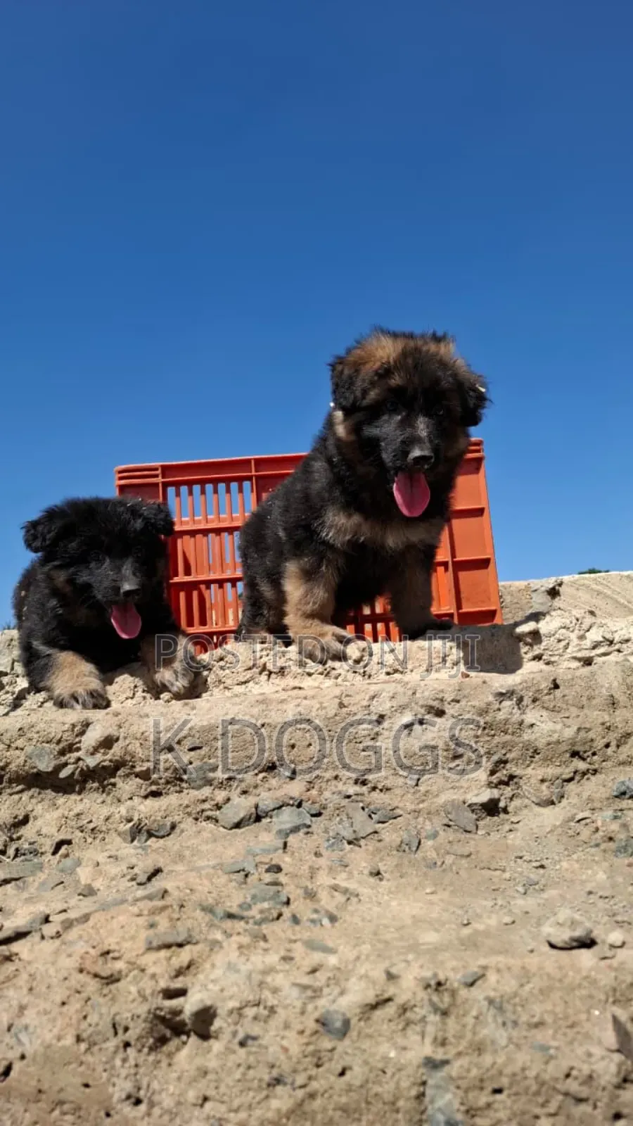 1-3 months Female Purebred German Shepherd