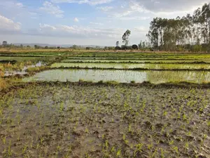 Land for Sale 6 Acres Muranga