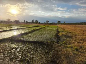 Land for Sale 6 Acres Muranga