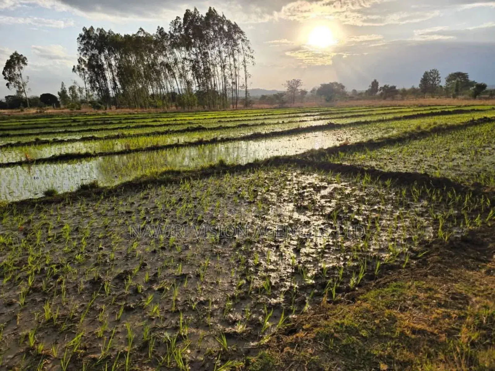 Land for Sale 6 Acres Muranga