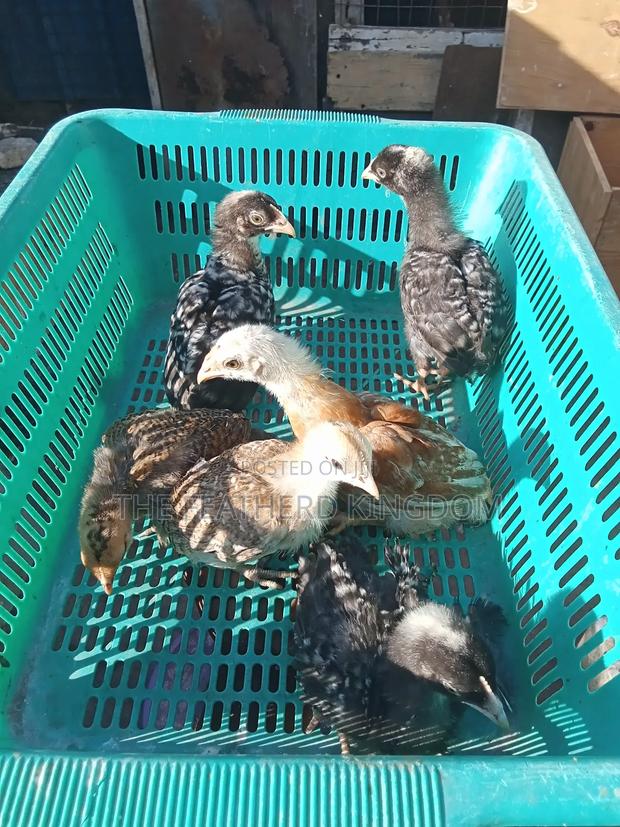 Kienyeji Chicks - main view