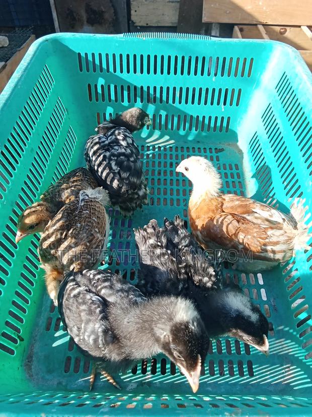 Kienyeji Chicks - thumbnail 2