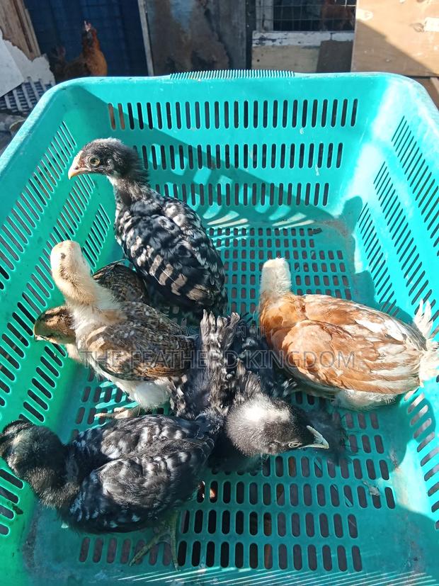 Kienyeji Chicks - thumbnail 3