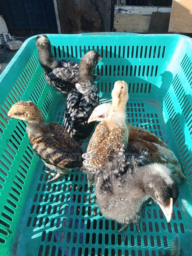 Kienyeji Chicks - thumbnail 4