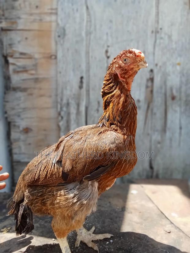 Matured Kuchi Hens - main view