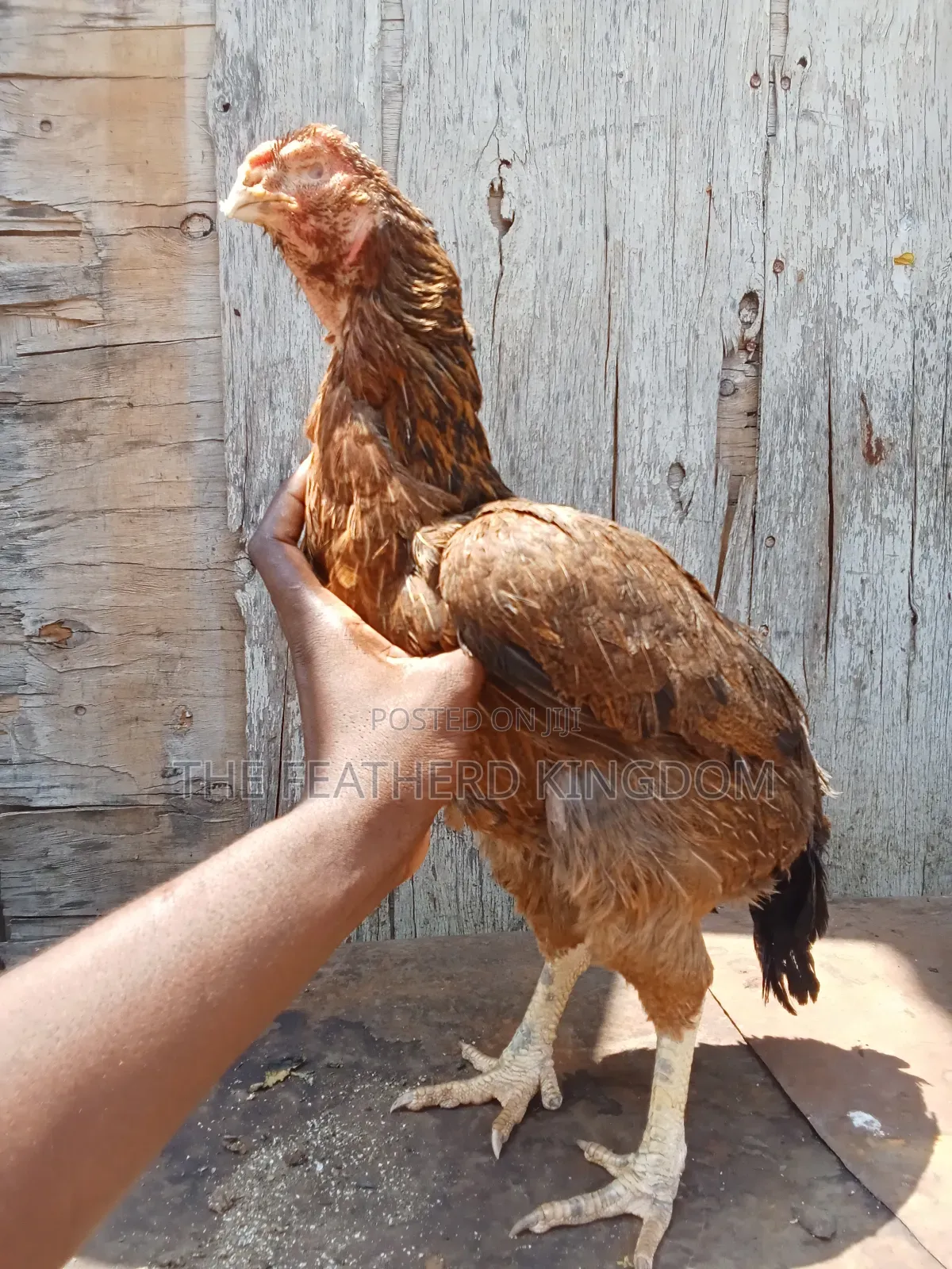 Matured Kuchi Hens