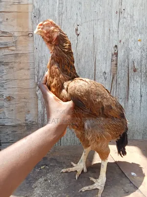 Matured Kuchi Hens