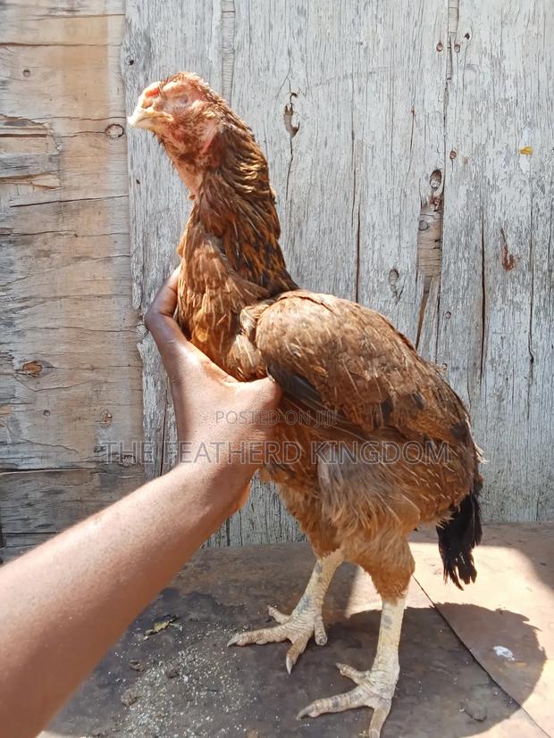 Matured Kuchi Hens - thumbnail 4