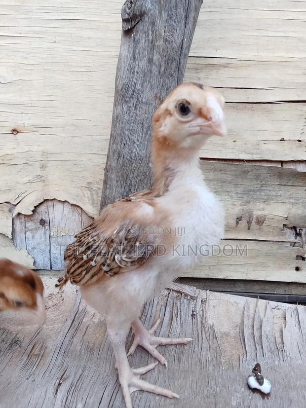 Kuchi Chicks - thumbnail 5