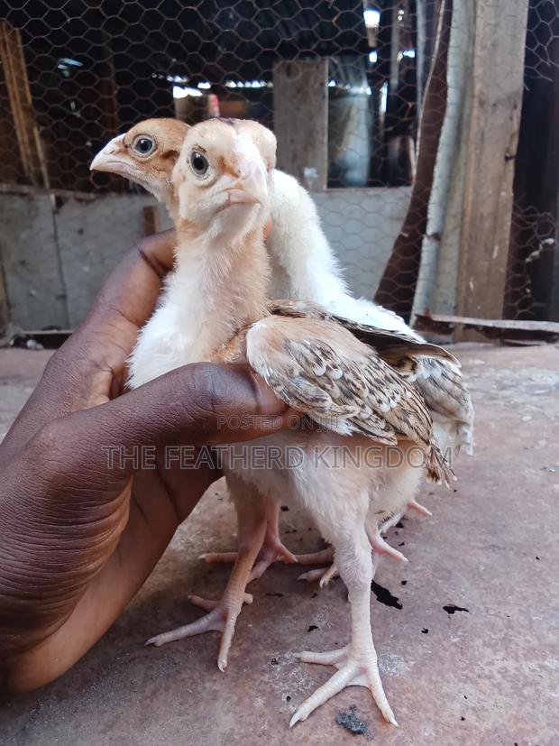 Kuchi Chicks - thumbnail 6