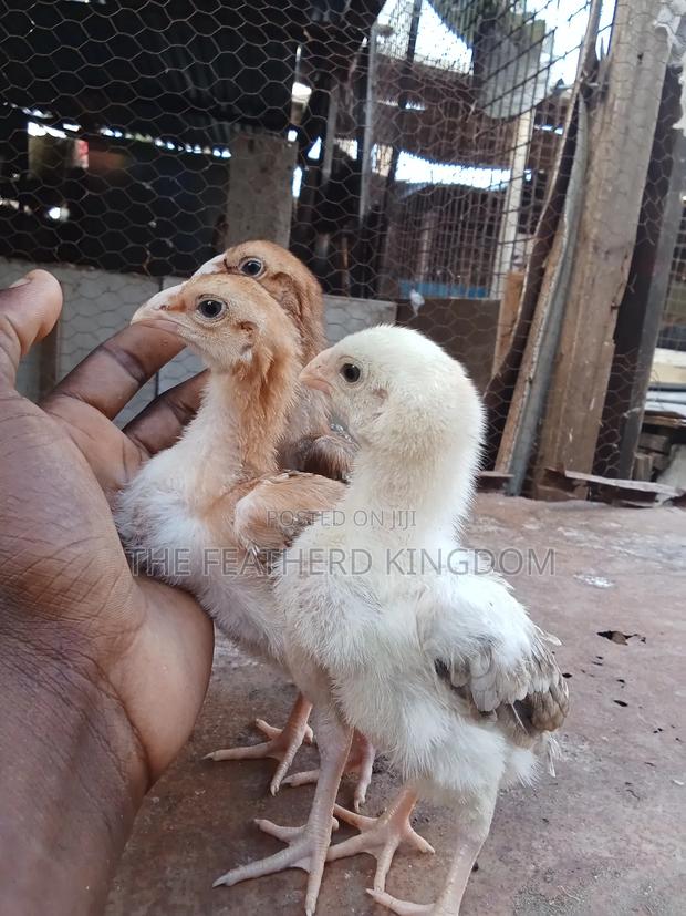 Kuchi Chicks - thumbnail 7