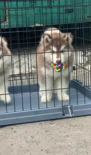 1-3 months Male Purebred Siberian Husky