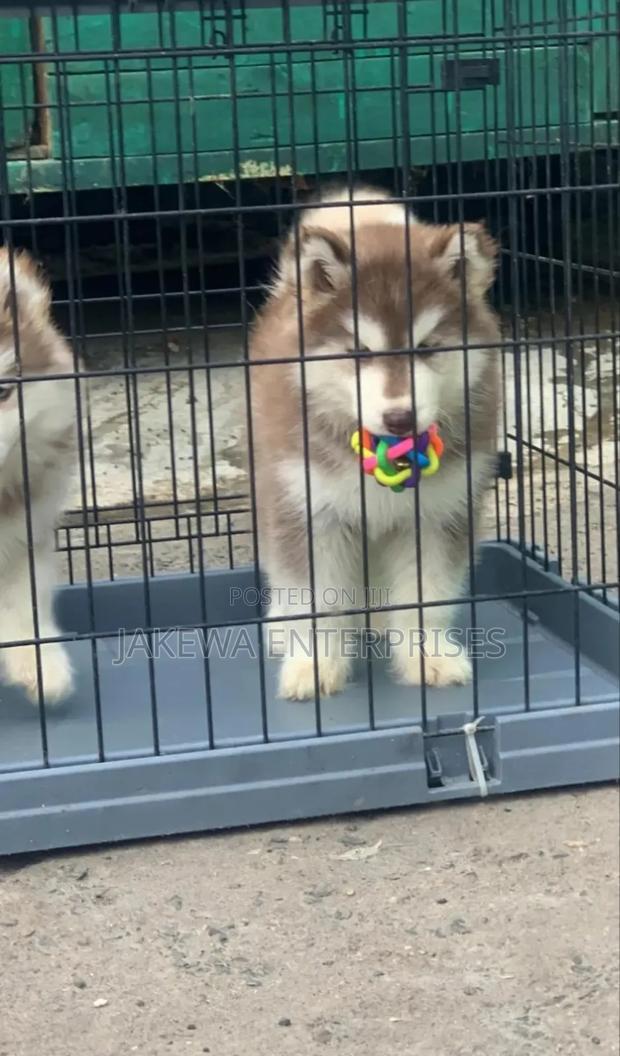 1-3 months Male Purebred Siberian Husky