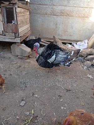 Selling Turkey - main view