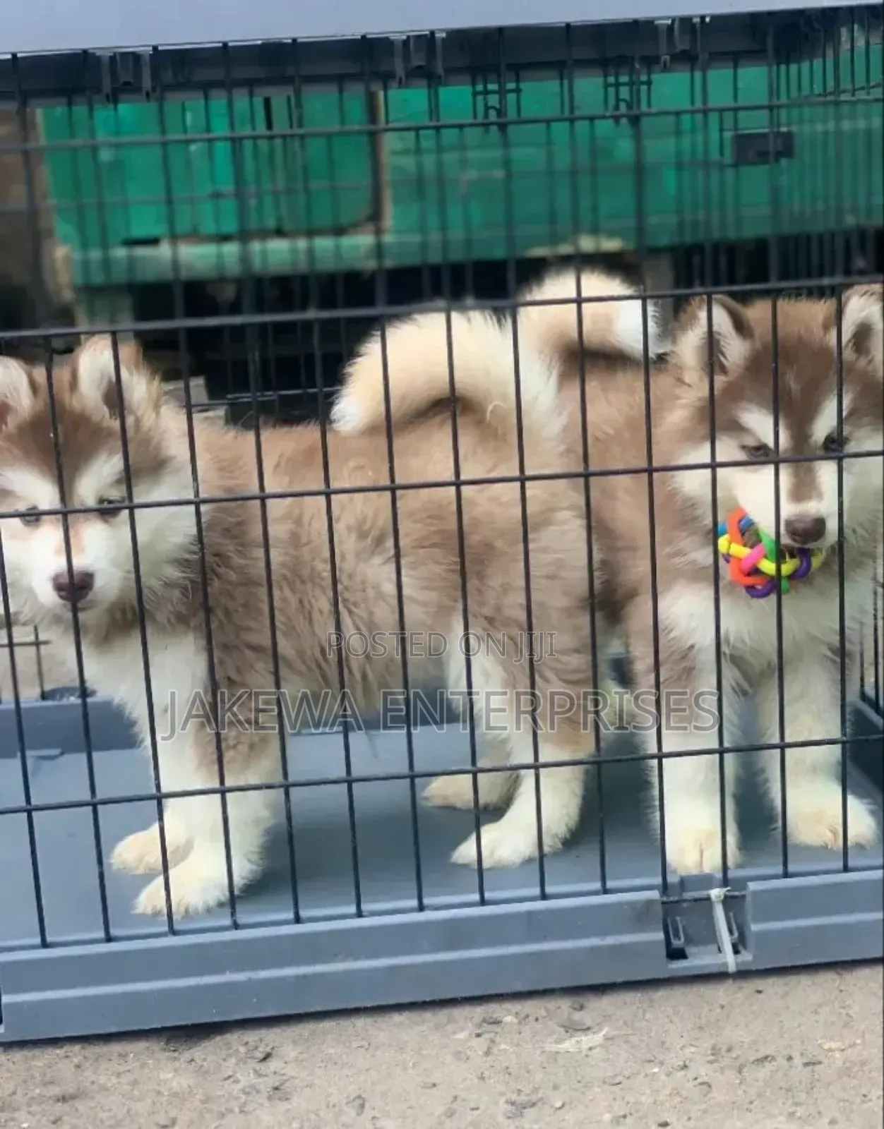 1-3 months Male Purebred Siberian Husky