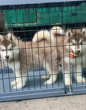 1-3 months Male Purebred Siberian Husky