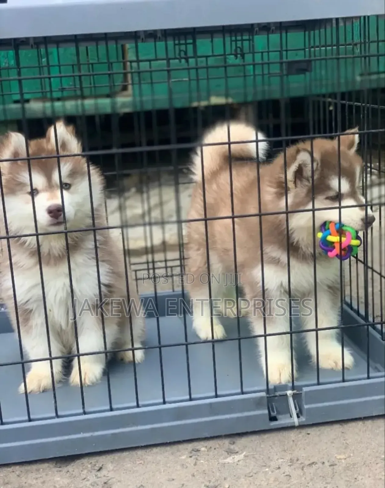1-3 months Male Purebred Siberian Husky