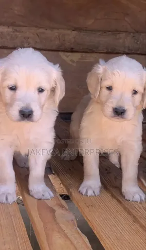 1-3 months Male Purebred Golden Retriever