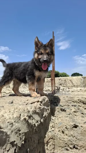 1-3 months Male Purebred German Shepherd