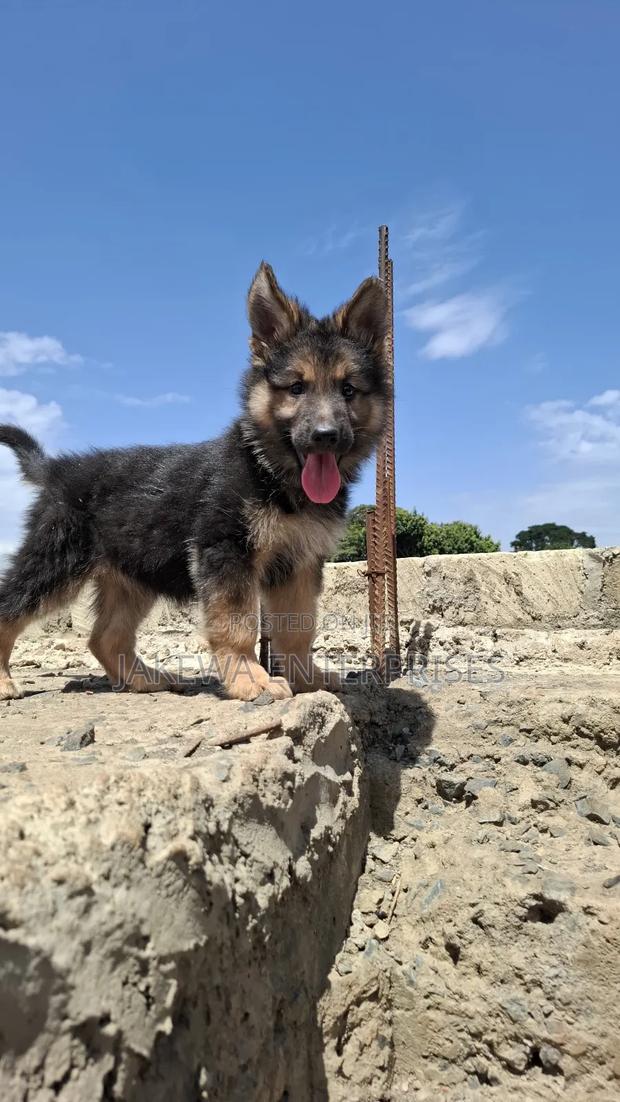 1-3 months Male Purebred German Shepherd