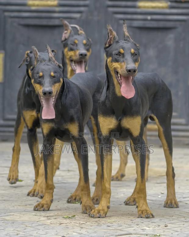 6-12 months Male Purebred Doberman Pinscher