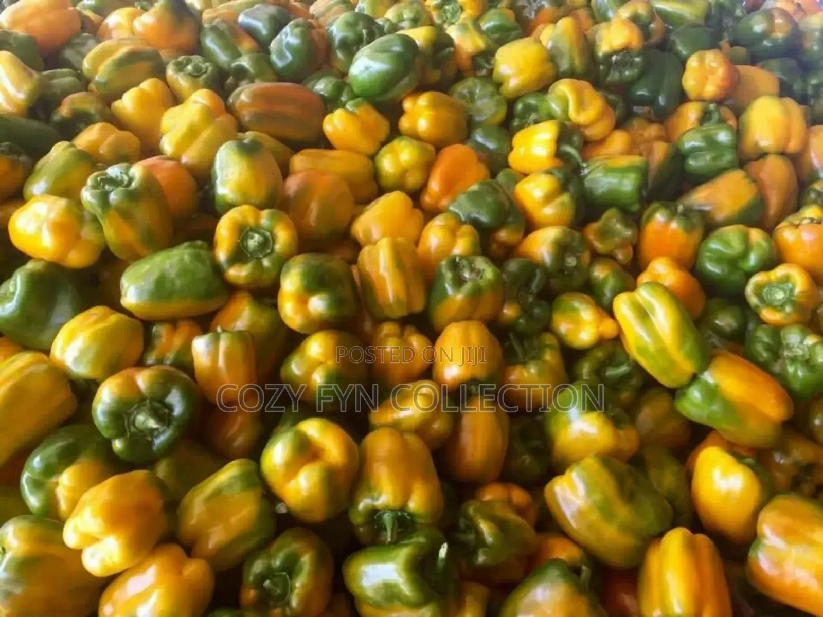Capsicum (Hoho) Coloured