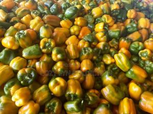 Capsicum (Hoho) Coloured - main view