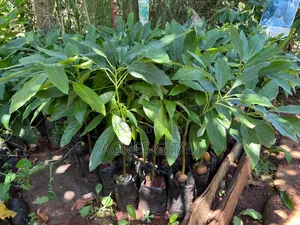 Hass Avocado Seedlings.