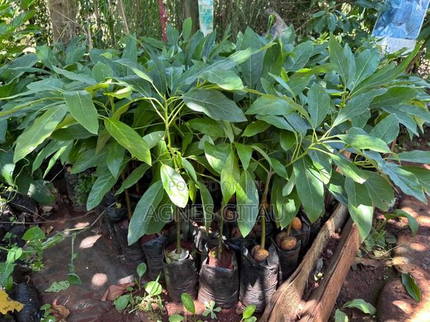 Hass Avocado Seedlings. - thumbnail 4