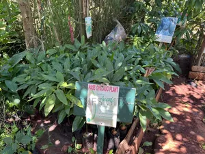 Hass Avocado Seedlings.