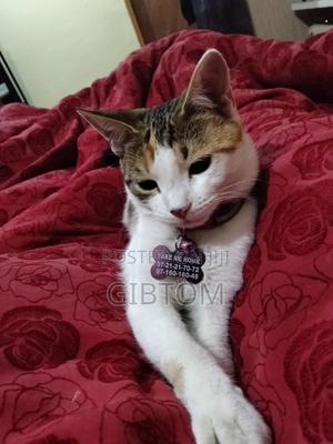 Customized Pet Tag - thumbnail 2