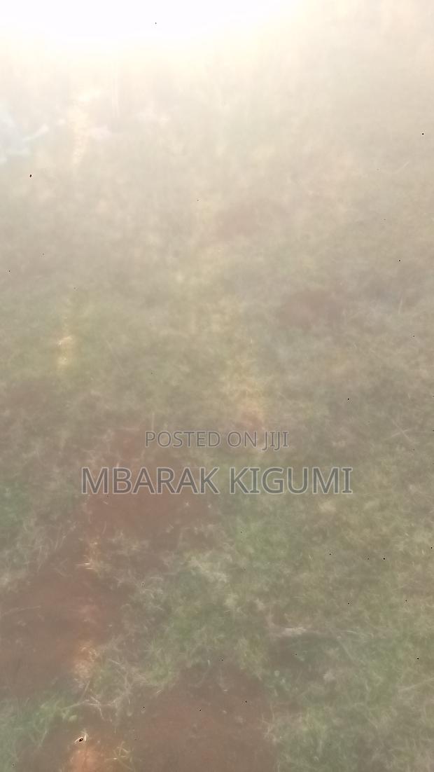 Farm Fir Sale