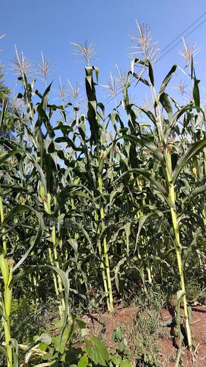 Maize for Silage - main view