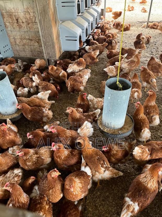 Golden Roost Poultry