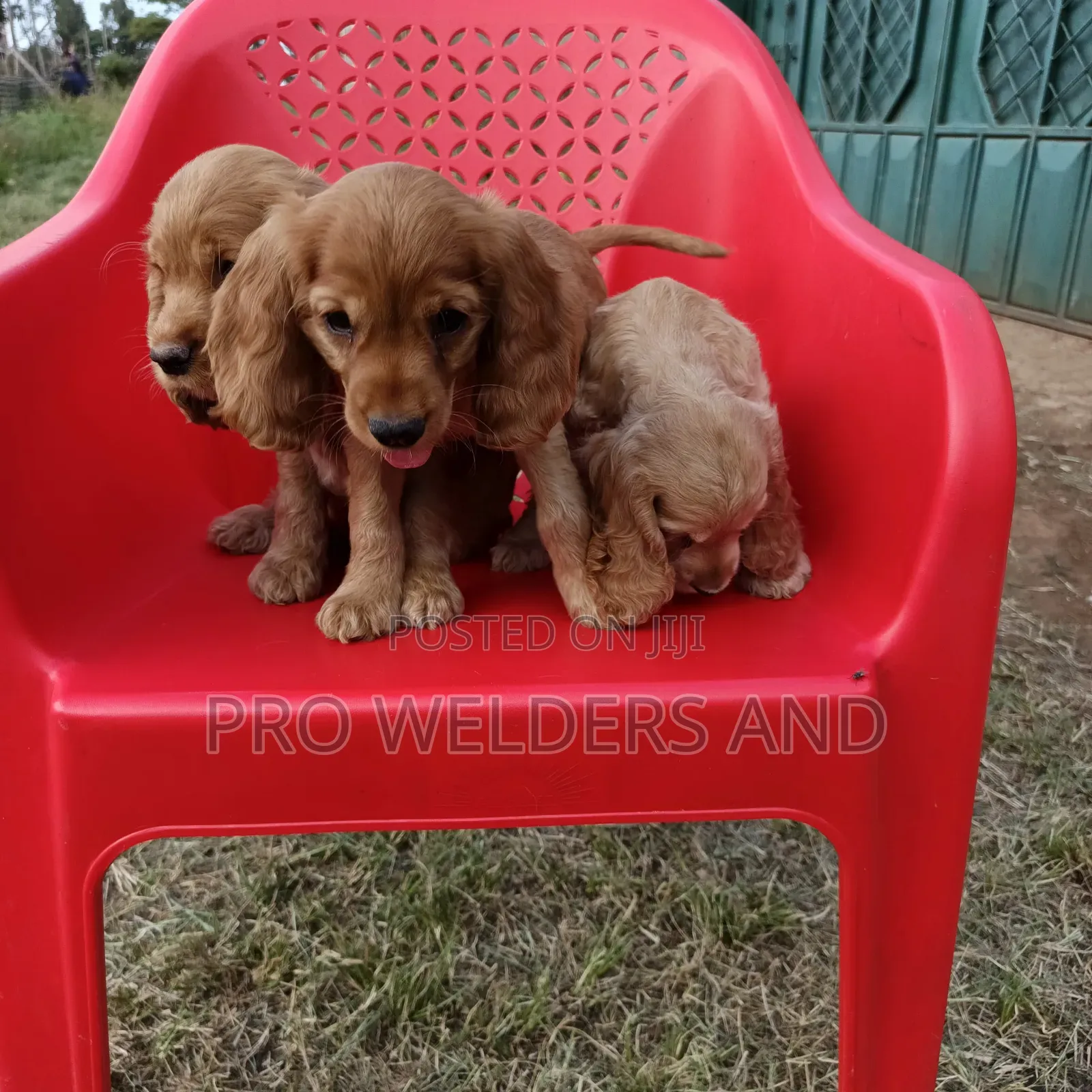 1-3 months Female Purebred Cocker Spaniel