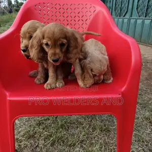 1-3 months Female Purebred Cocker Spaniel