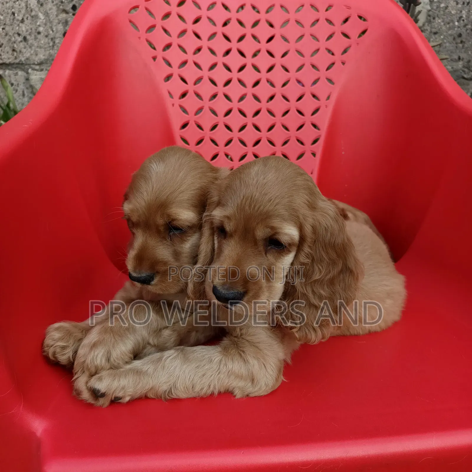 1-3 months Female Purebred Cocker Spaniel
