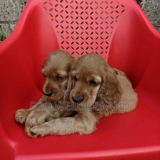 1-3 months Female Purebred Cocker Spaniel - thumbnail 2