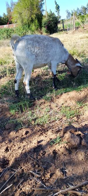 Sheep /Mbuzi - main view