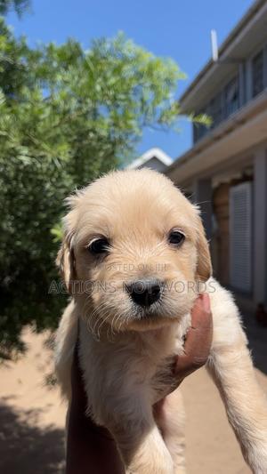 1-3 months Male Purebred Golden Retriever