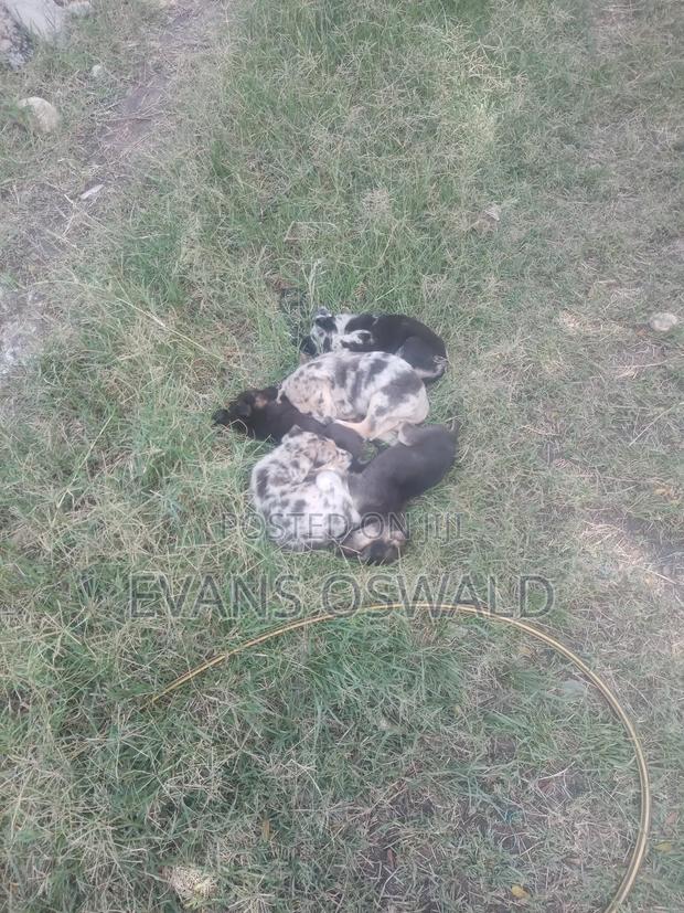 1-3 months Male Mixed Breed German Shepherd - thumbnail 3