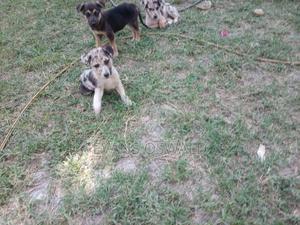 1-3 months Male Mixed Breed German Shepherd - thumbnail 2
