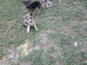 1-3 months Male Mixed Breed German Shepherd