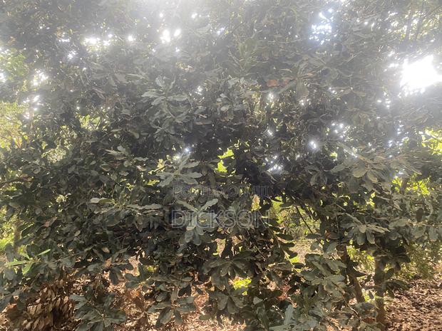 Plot 50*100 - thumbnail 4