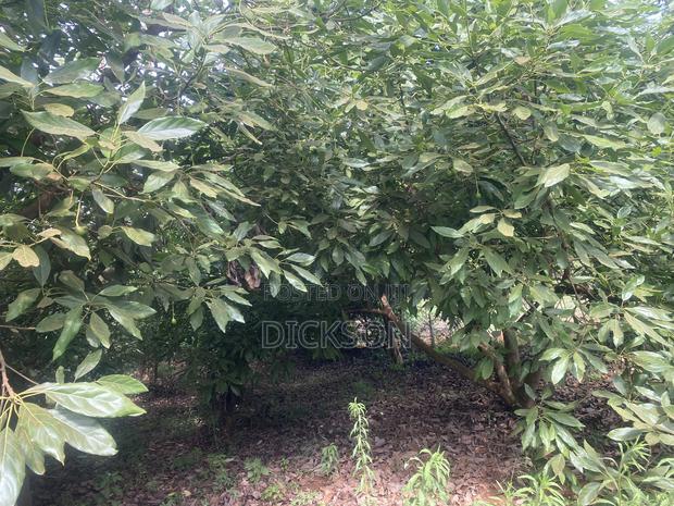 Plot 50*100 - thumbnail 3