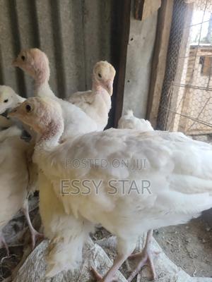 Poults For Sale - main view