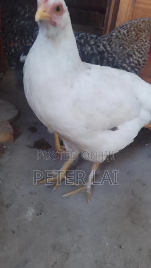 Brahma Chicken - main view