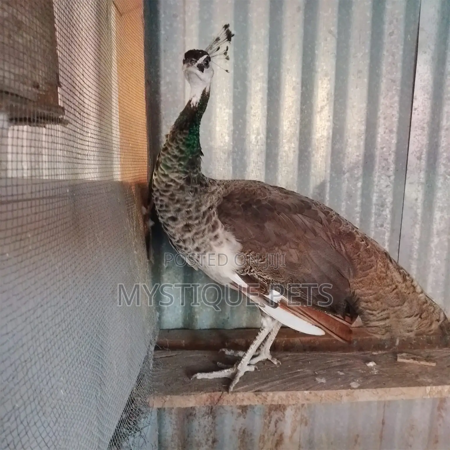 Healthy Peackocks