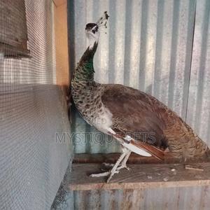 Healthy Peackocks - thumbnail 2